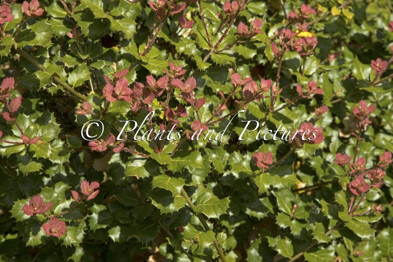 Quercus aquifolioides