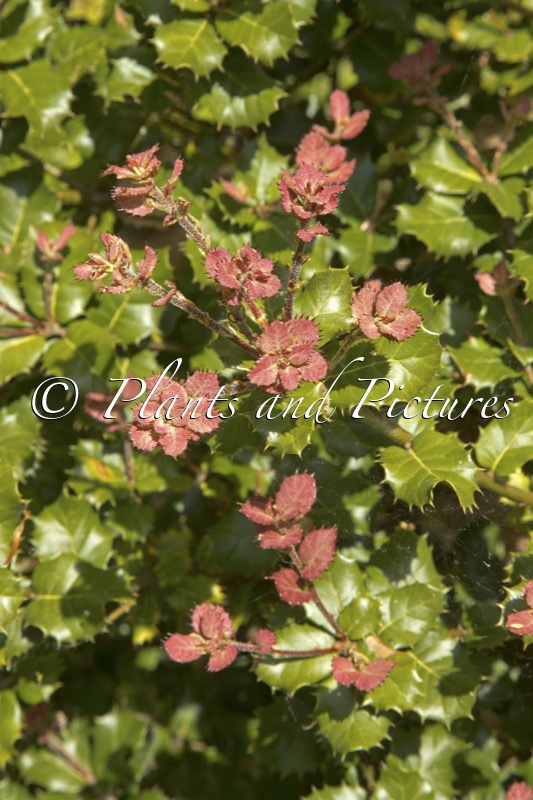 Quercus aquifolioides