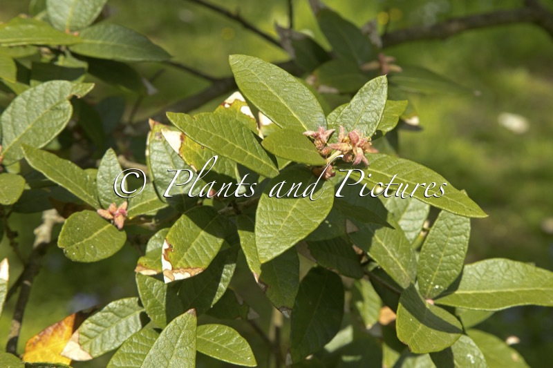 Quercus miquihuanensis