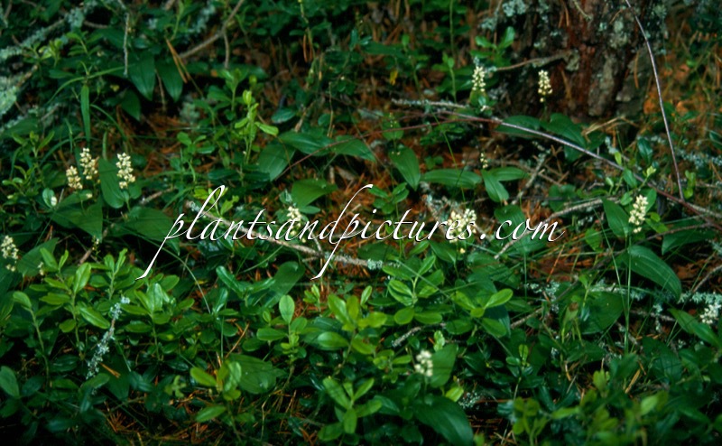 Maianthemum bifolium