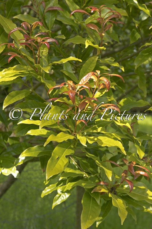 Lithocarpus hancei