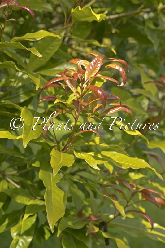 Lithocarpus hancei