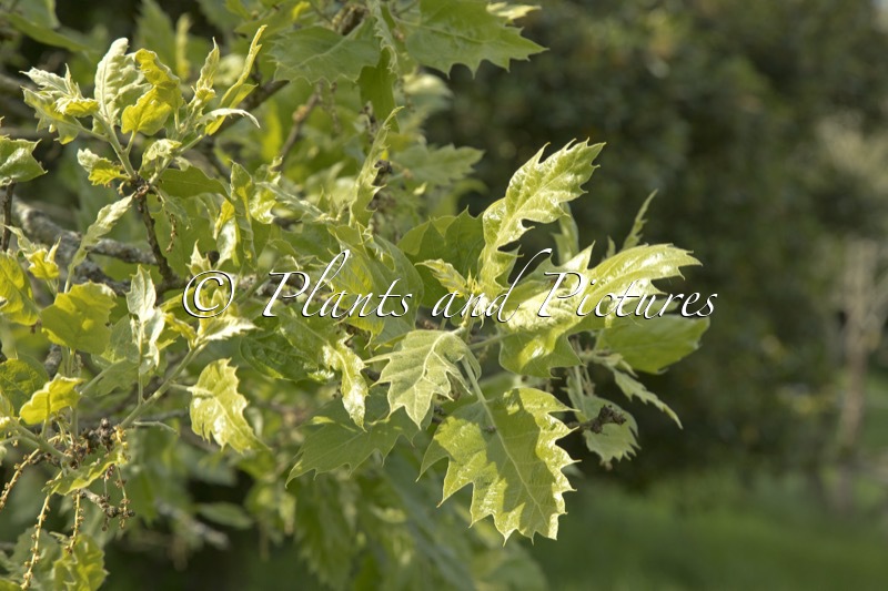 Quercus ithaburensis ‘Hemelrijk Silver’