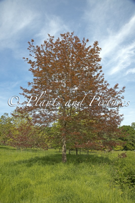 Quercus texana ‘New Madrid’