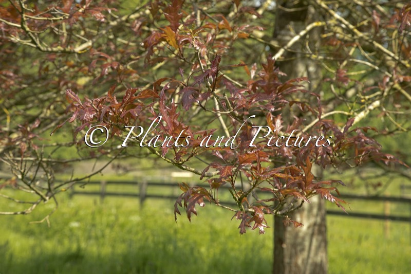 Quercus texana ‘New Madrid’
