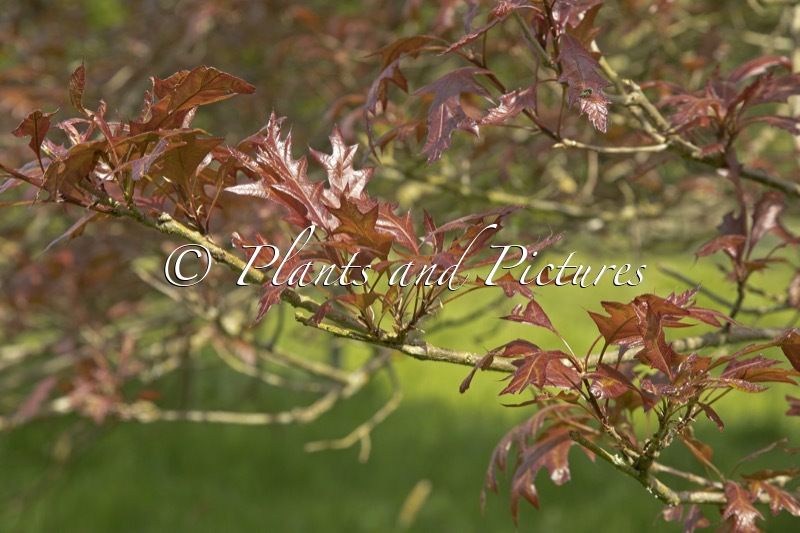 Quercus texana ‘New Madrid’