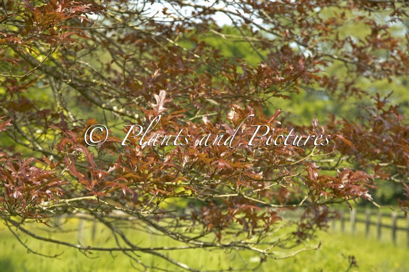 Quercus texana ‘New Madrid’
