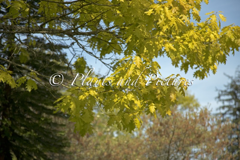 Quercus rubra ‘Aurea’