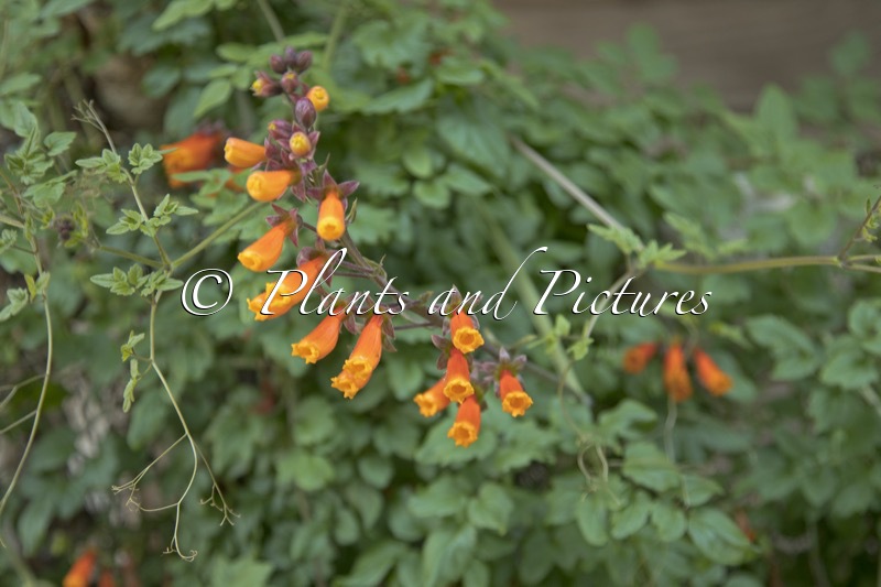 Eccremocarpus scaber