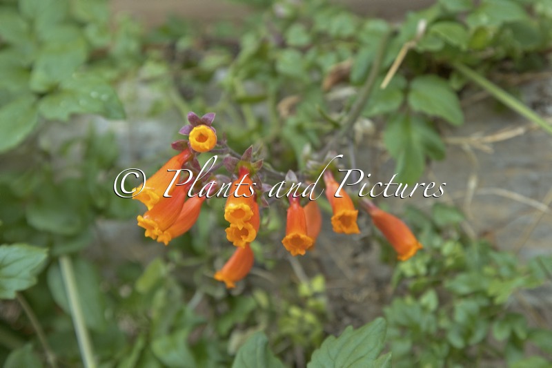 Eccremocarpus scaber