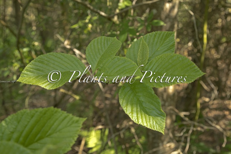 Sorbus heseltinei
