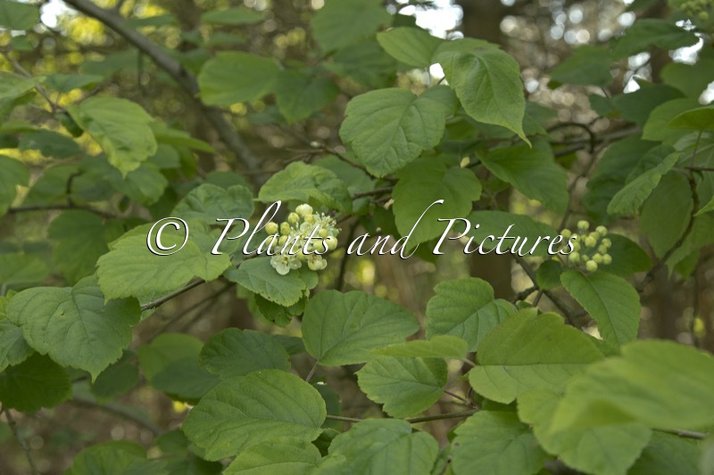 Malus yunnanensis
