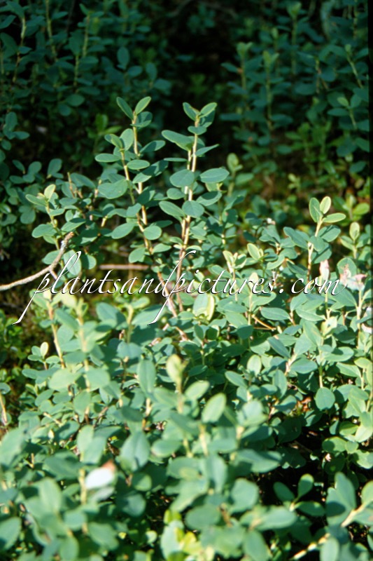Vaccinium uliginosum