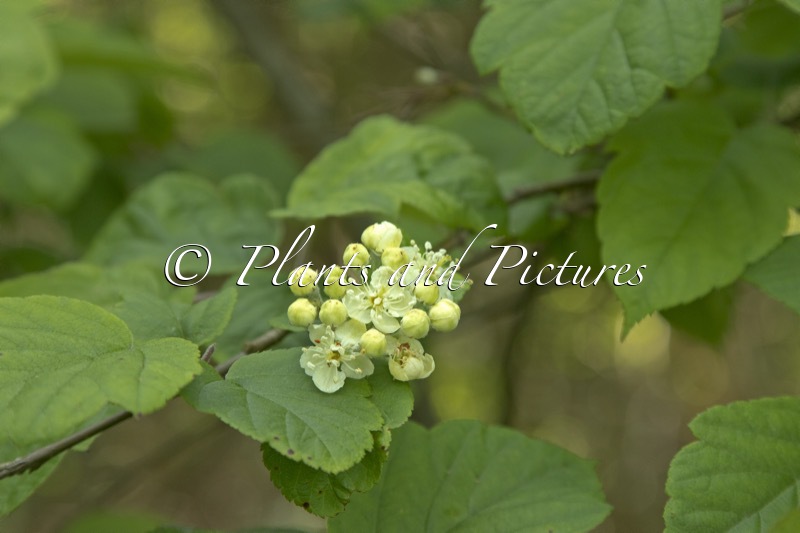 Malus yunnanensis
