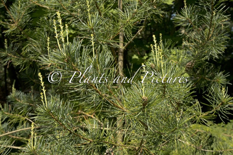 Pinus kwangtungensis