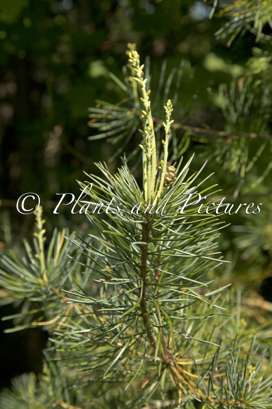 Pinus kwangtungensis