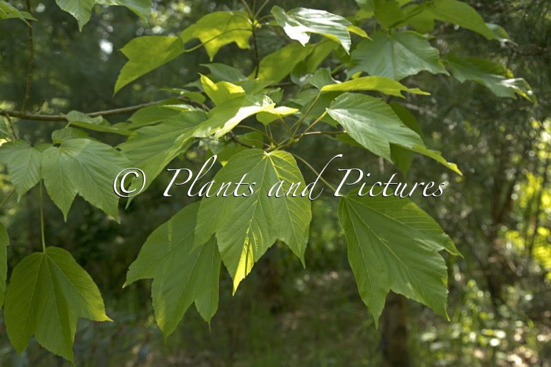 Acer sterculiaceum subsp. franchetii