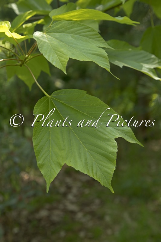 Acer sterculiaceum subsp. franchetii