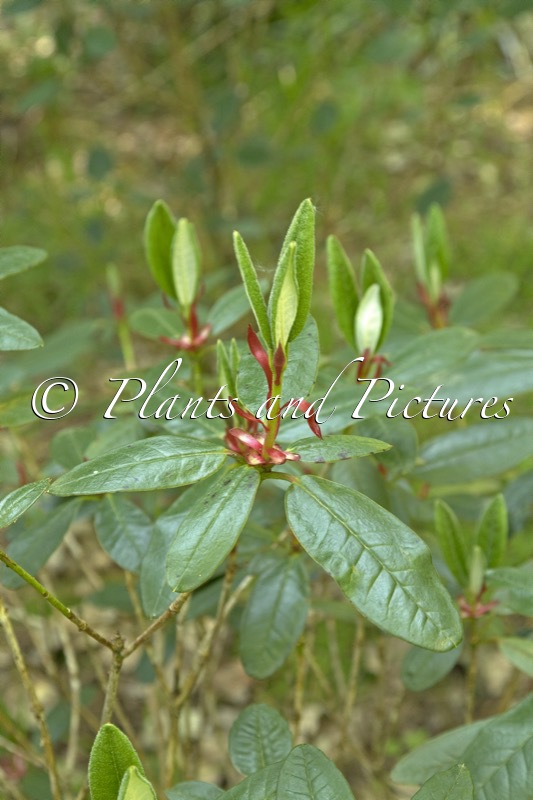 Rhododendron pocophorum