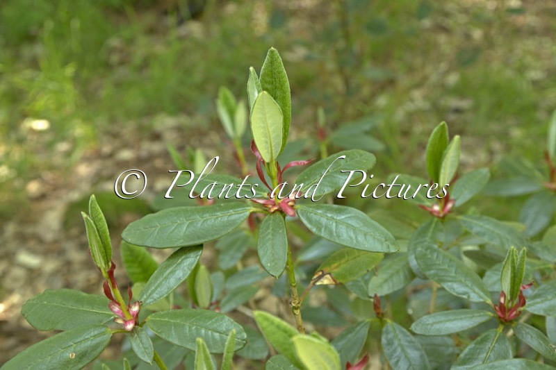 Rhododendron pocophorum