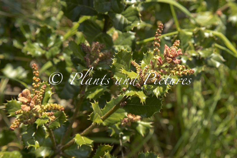 Quercus aquifolioides
