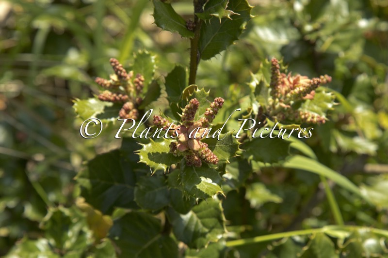 Quercus aquifolioides