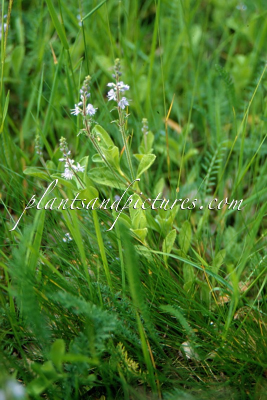 Veronica officinalis