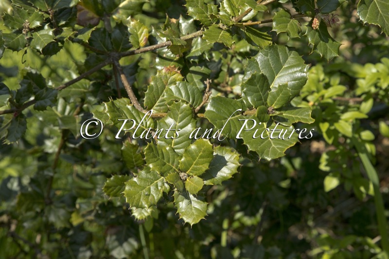 Quercus aquifolioides