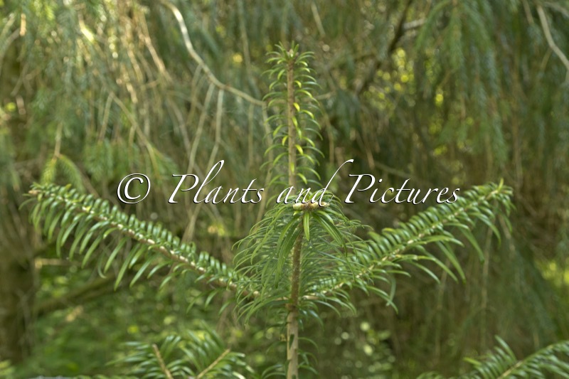 Abies ziyuanensis