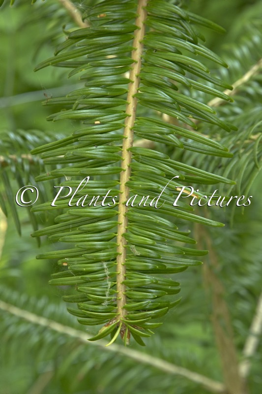 Abies ziyuanensis
