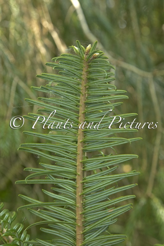 Abies ziyuanensis