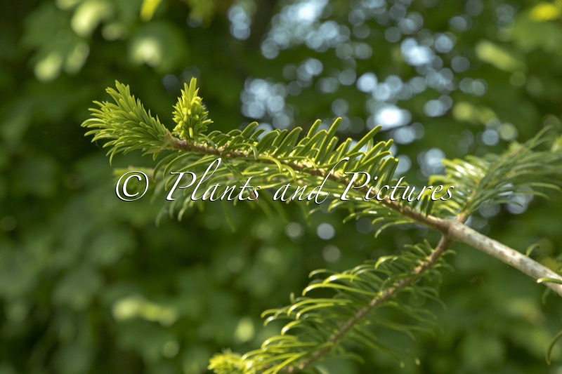 Abies ziyuanensis