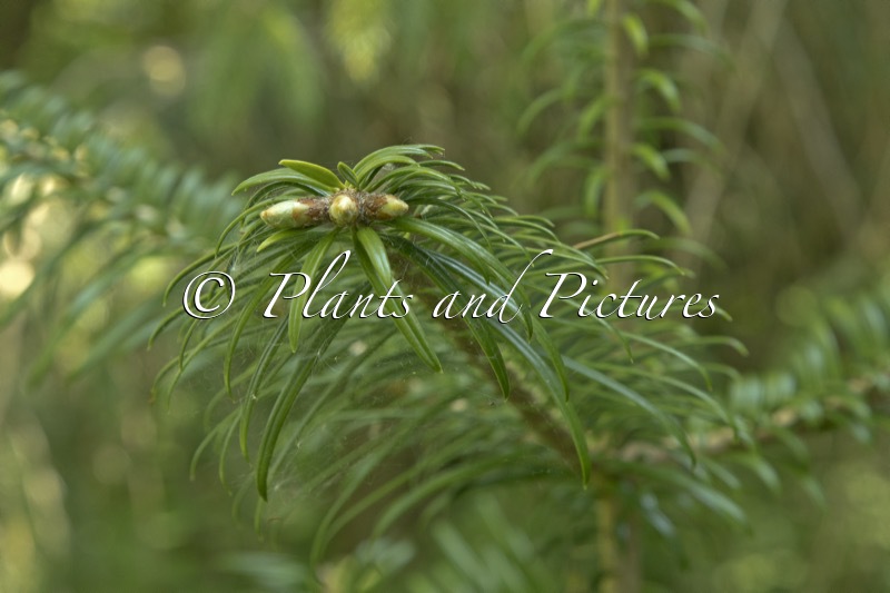 Abies ziyuanensis