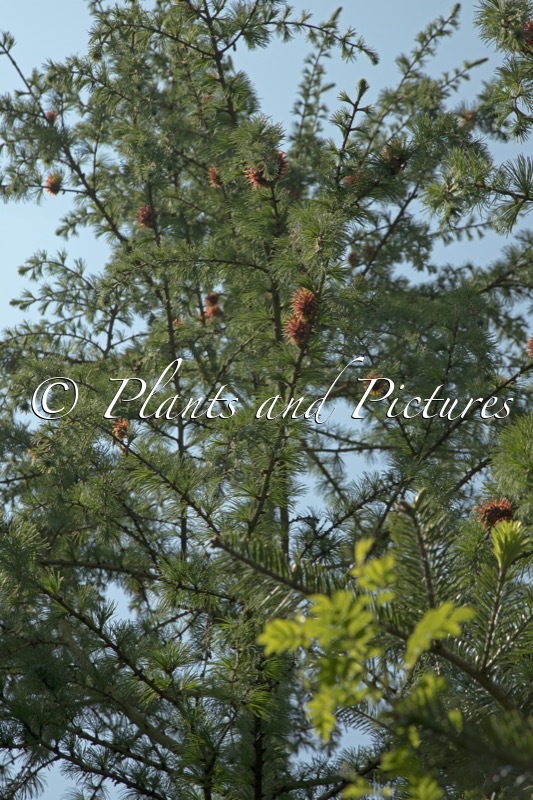 Larix griffithii