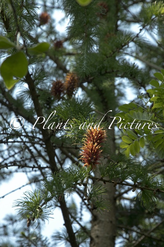 Larix griffithii
