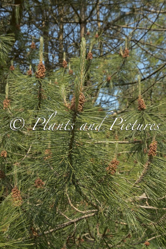 Pinus densata