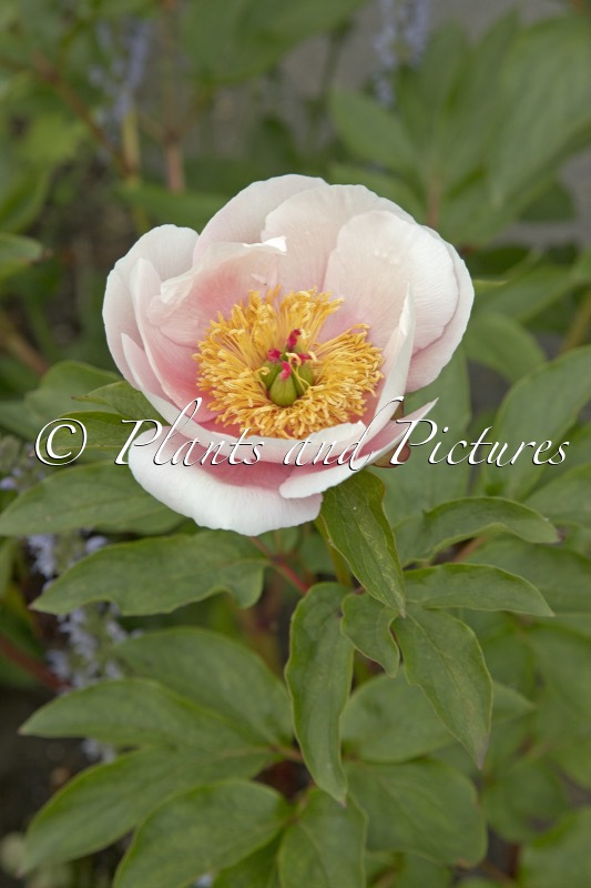 Paeonia ‘Soft Salmon Saucer’