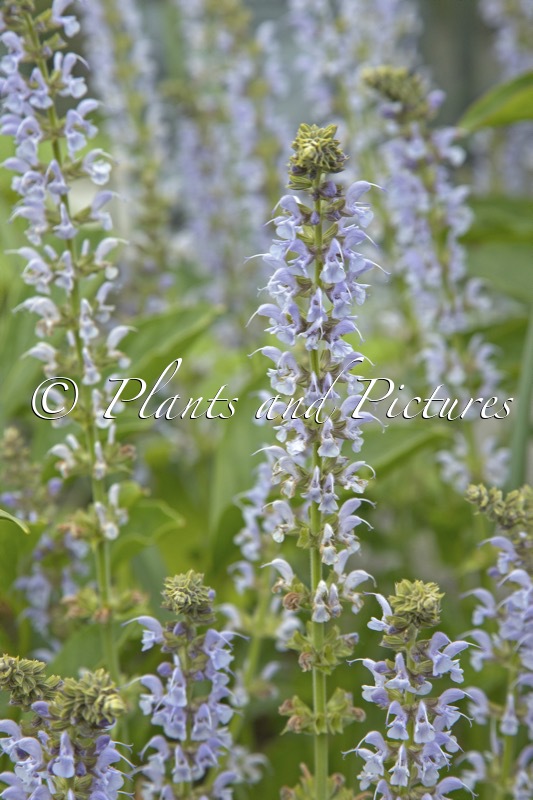 Salvia sylvestris ‘Crystal Blue’