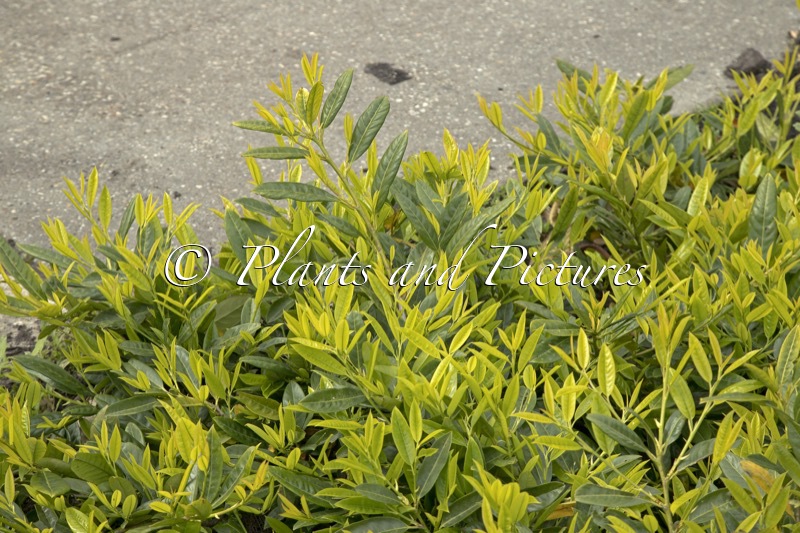 Prunus laurocerasus ‘Grüner Teppich’