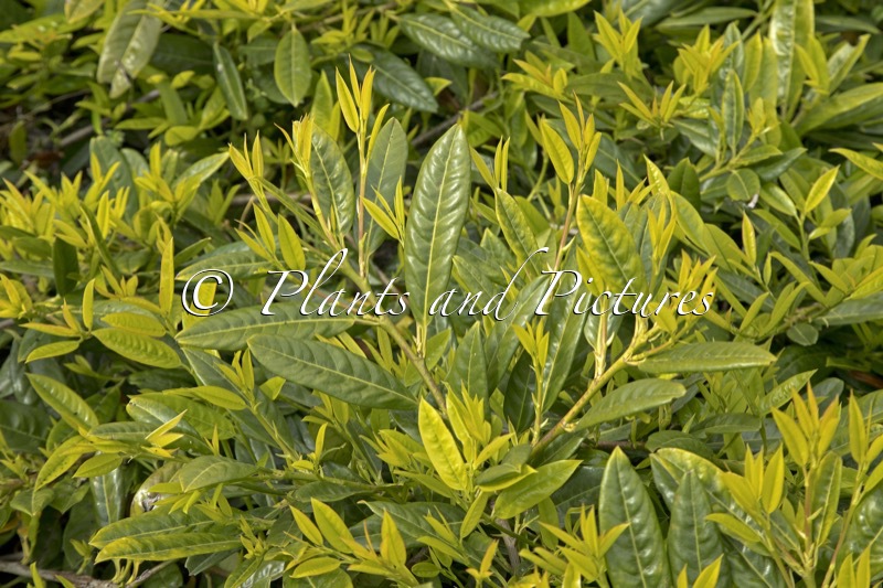 Prunus laurocerasus ‘Grüner Teppich’