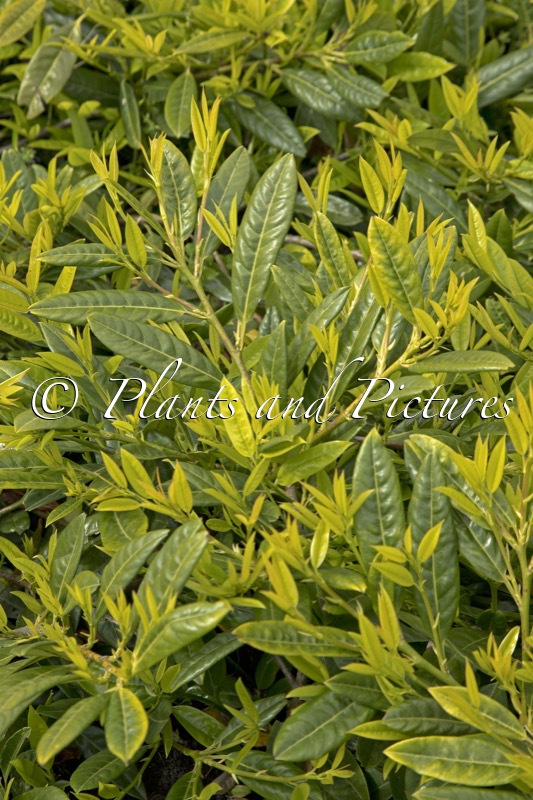 Prunus laurocerasus ‘Grüner Teppich’