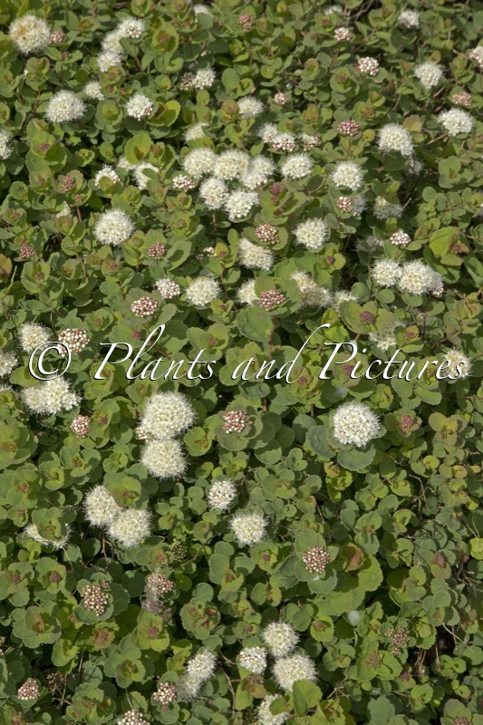 Spiraea betulifolia ‘Lumikki’