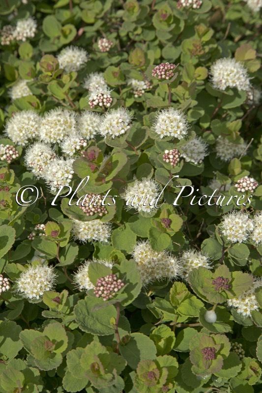 Spiraea betulifolia ‘Lumikki’