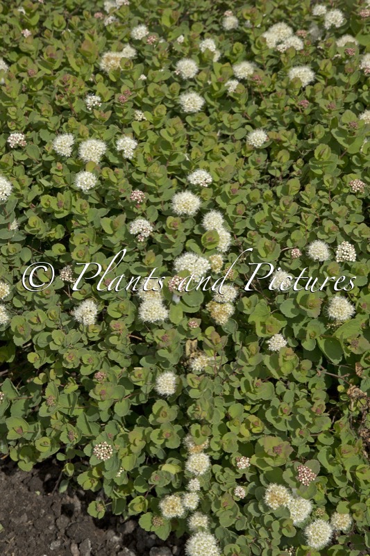 Spiraea betulifolia ‘Lumikki’