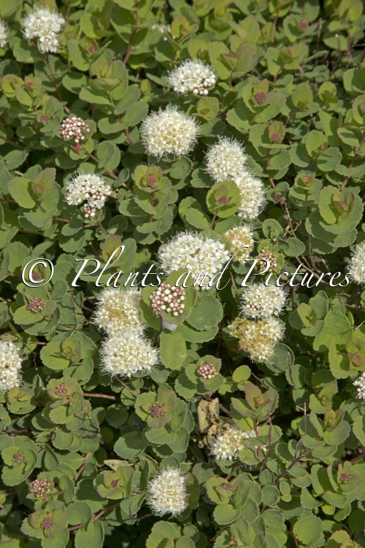 Spiraea betulifolia ‘Lumikki’