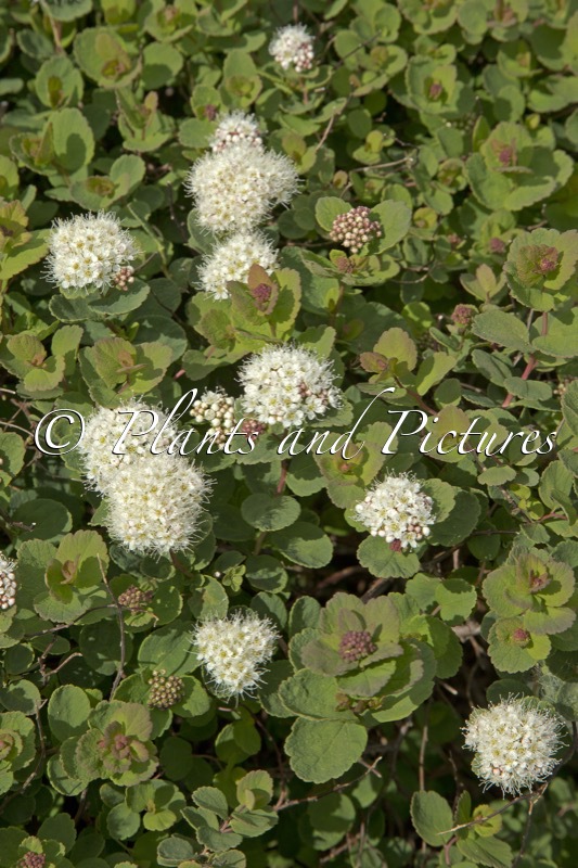 Spiraea betulifolia ‘Lumikki’