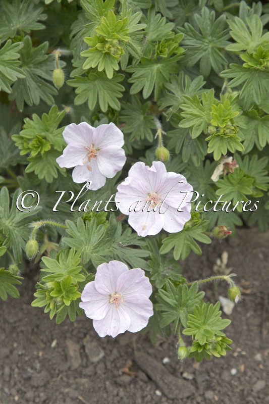 Geranium sanguineum ‘Apfelblute’