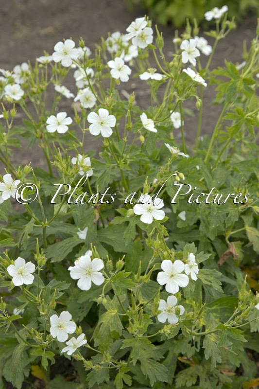 Geranium macrorrhizum ‘Album’