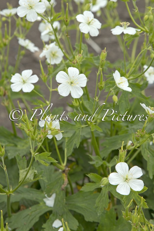 Geranium macrorrhizum ‘Album’