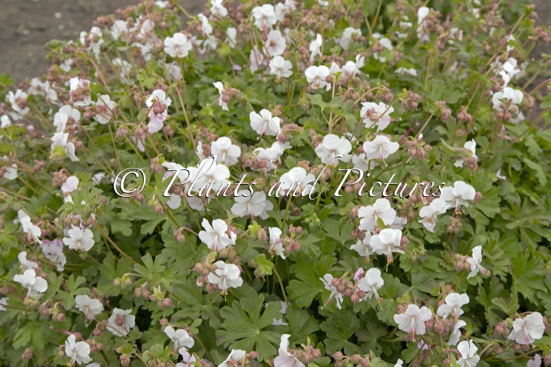 Geranium cantabrigiense ‘St Ola’
